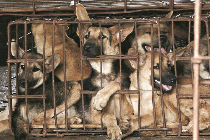 Ăn thịt chó: Nhiều nước châu Á coi thịt chó, mèo là món đặc sản. Không ít du khách cho rằng người Philippines cũng "nghiện" món này. Thực tế, tại thủ đô Manila, lệnh cấm giết mổ chó mèo bắt đầu có hiệu lực từ năm 1982. Các hành vi giết mổ, ăn thịt chó mèo có thể bị phạt tiền hoặc đi tù. Dù vậy, những người bán hàng chui vẫn cung cấp lượng lớn thịt chó, mèo ra thị trường. Bạn tốt hơn không nên cố mua thứ đồ ăn này để tránh rắc rối. Ảnh: SCMP.
