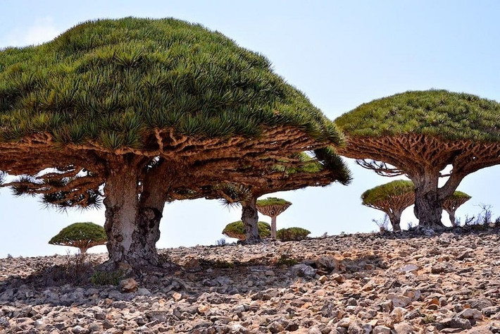 Cây máu rồng là một trong những loài cây đặc biệt nhất trên quần đảo Socotra của Yemen. Nhựa của cây có màu đỏ như máu, hơi chua và nồng, do đó mà người ta gọi chúng là cây máu rồng.