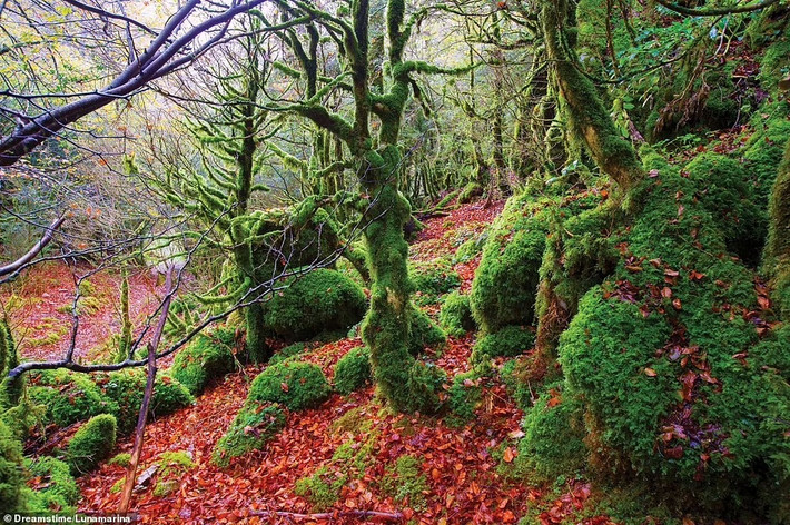 Irati là một khu rừng sồi và linh sam lớn ở phía tây Pyrenees, Tây Ban Nha.