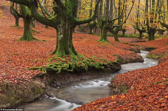 Khung cảnh thơ mộng ở Công viên tự nhiên Parque Natural de Gorbeia tại xứ Basque, miền Bắc Tây Ban Nha. Những cây sồi ở đây có rễ mọc trên mặt đất còn cành dựng thẳng đứng.
