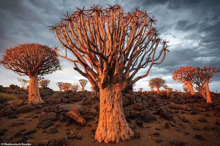 Khu rừng kỳ lạ có 250 cây quiver mọc như thể gốc rễ lộn ngược ở miền Nam Namibia. Những người bản địa lâu đời nhất ở Nam Phi sử dụng loại cây này để làm vũ khí như mũi tên, cây lao.