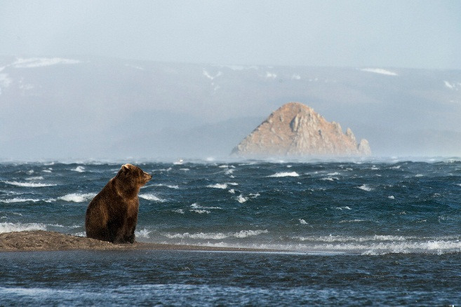 “Kamchatka có nguồn thức ăn rất phong phú gồm các loại hạt, quả mọng và cá hồi. Những chú gấu ở đây không tốn thời gian để tìm kiếm thức ăn, do vậy, chúng có nhiều thời gian để giao lưu. Chính tại đây, bạn sẽ tìm thấy những chú gấu hòa đồng và vui tươi nhất”, Igor Shpilenok nhận định. Ảnh: Igor Shpilenok.