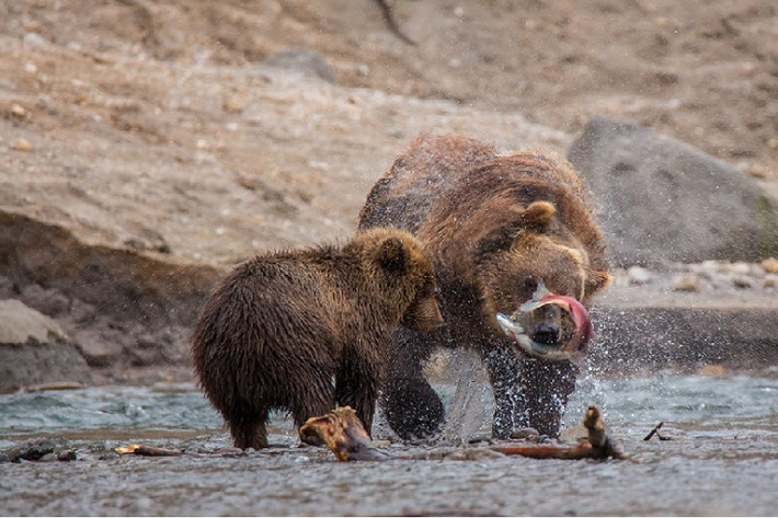 Hiện tượng cá hồi sockeye đã mang những con gấu nâu Kamchatka gần gũi với nhau. Đôi khi chúng làm việc theo nhóm để có được bữa ăn ngon.