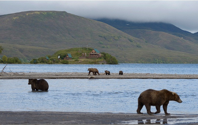 Do đó, Kamchatka là nơi tốt nhất để phát hiện và chụp ảnh gấu nâu trong môi trường sống tự nhiên.