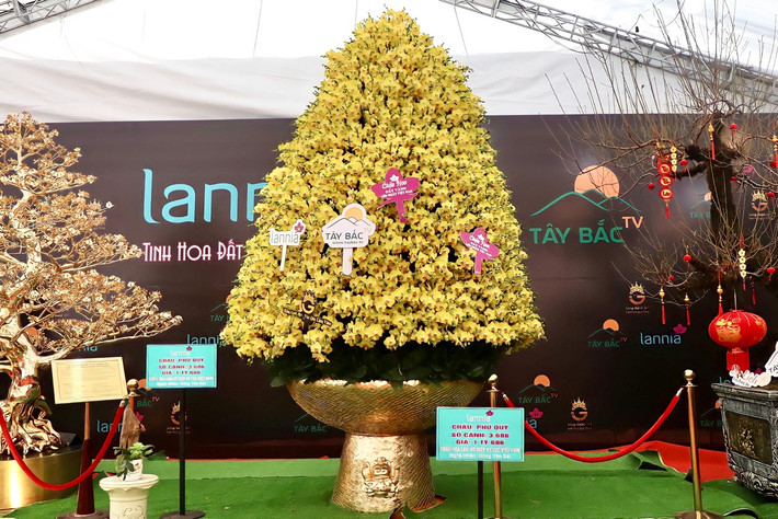 Tại gian hàng hoa Tết 2023 trước sân vận động Mỹ Đình (quận Nam Từ Liêm, Hà Nội) đang trưng bày chậu lan hồ điệp được niêm yết giá lên tới gần 1,7 tỉ đồng, thu hút đông đảo sự quan tâm của người dân.