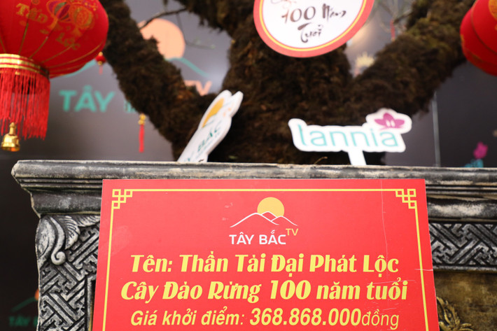 Gốc đào rừng 100 năm tuổi có tên "Thần tài đại phát lộc" được niêm yết giá 368.860.000 đồng.