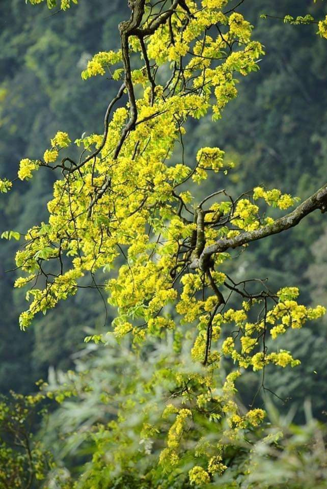 Mai vàng Yên Tử là loài hoa đặc hữu của vùng núi Yên Tử mọc rải rác trong rừng, trên những vách đá hiểm trở.