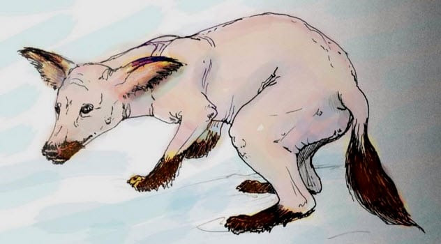 Người Inuit thời xưa lưu truyền những giai thoại, truyền thuyết rùng rợn về loài chó "ma cà rồng" vô cùng đáng sợ có tên Qiqirn.