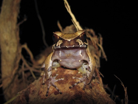 Loài lưỡng cư Xenophrys major này có khả năng ngụy trang tài tình, có thể ẩn thân lẫn vào những thân cây mà nó sinh sống.