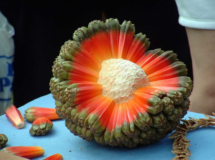 Quả dứa dại Pandanus tectorius là một trong những loại quả được nhiều người công nhận là loại quả độc dị nhất thế giới. Có vẻ ngoài không mấy bắt mắt nhưng khi được bổ ra, bên trong dứa dại Pandanus tectorius hệt như một vụ nổ thiên thạch. Đây cũng là loài quả có rất nhiều công dụng trong y học và ẩm thực. (Nguồn Bored Panda)