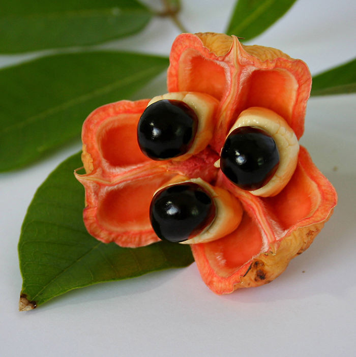 Quả Ackee là một loài quả cực kỳ được ưa thích ở Jamaica và là một món ăn chính trong bữa ăn ở đất nước này. Nhờ vẻ ngoài độc đáo, loài quả này còn được bầu chọn là quốc quả ở Jamaica. (Nguồn Bored Panda)