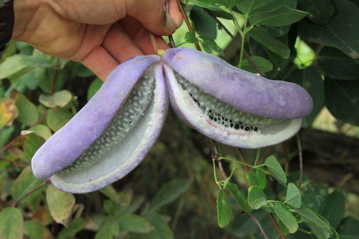 Quả Akebi, là một loại quả nổi tiếng ở Nhật Bản. Trong văn hóa dân gian của đất nước hoa anh đào cũng lưu truyền những câu chuyện tìm kiếm loài trái cây kỳ lạ này trên những ngọn đồi. (Nguồn Bored Panda)
