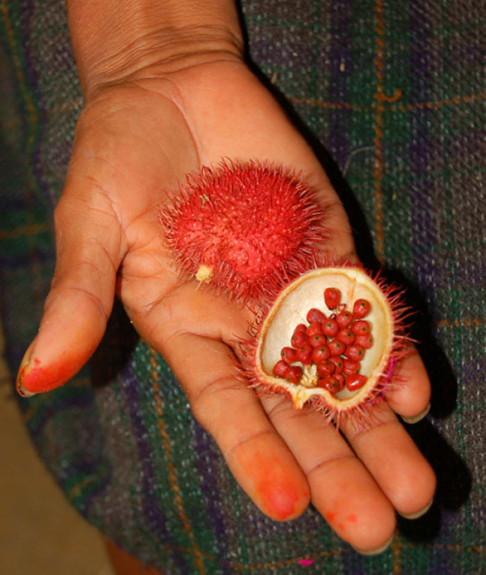 Quả Achiote, quả điều nhuộm, được sử dụng rất nhiều trong ẩm thực ở những nước châu Á. Đặc biệt, khi chín vỏ quả sẽ tự động tách đôi ra, không cần sự can thiệp của con người. (Nguồn Bored Panda)