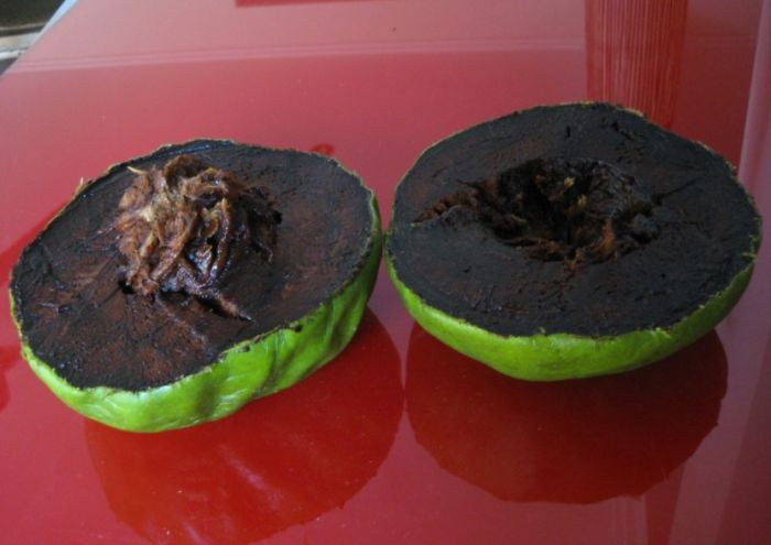 Quả thị đen, tên khoa học là Diospyros nigra, rất nổi tiếng bởi màu sắc giống hệt như sô cô la và vị ngon ngọt thơm mát. (Nguồn Bored Panda)