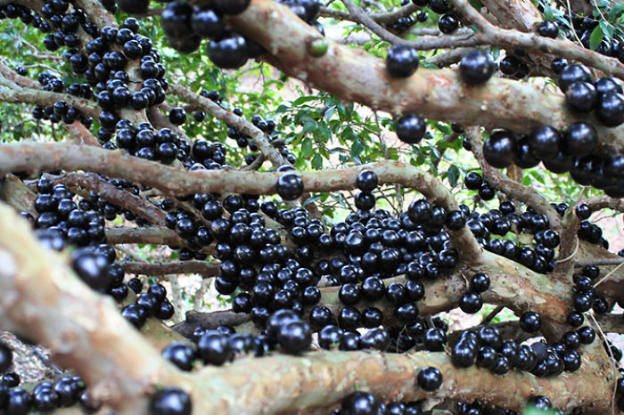 Nho đất Jaboticaba, tên khoa học là Plinia cauliflora là một loài thực vật có hoa trong Họ Đào kim nương. Quả rất ngọt và trơn bóng. (Nguồn Bored Panda)