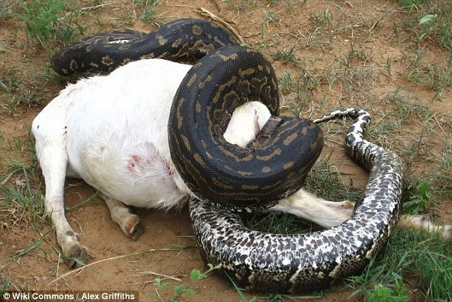 Con trăn bị mổ bụng được xác định là trăn đá châu Phi, tên khoa học Python sebae, là một loài trăn thuộc chi Python. Đây được coi là loài rắn lớn nhất ở lục địa đen. (Nguồn Dailymail)