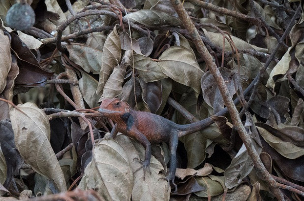 Calotes versicolor, loài bò sát có biệt tài ngụy trang, chúng có thể lẫn vào trong những đám lá khô và rất khó để phát hiện chúng nếu chúng không chủ động xuất hiện.