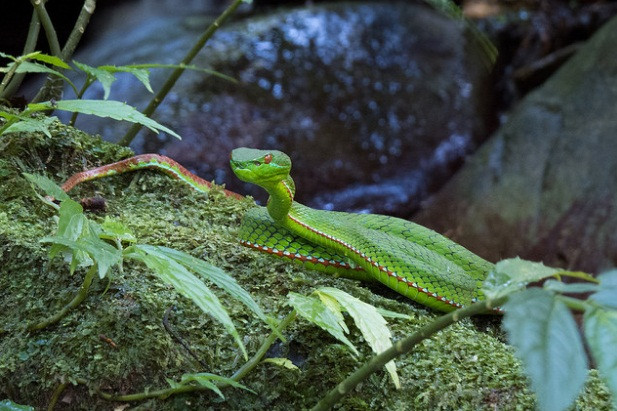 Trimeresurus gumprechti, là một loài rắn trong họ Rắn lục, rất độc và hung dữ.