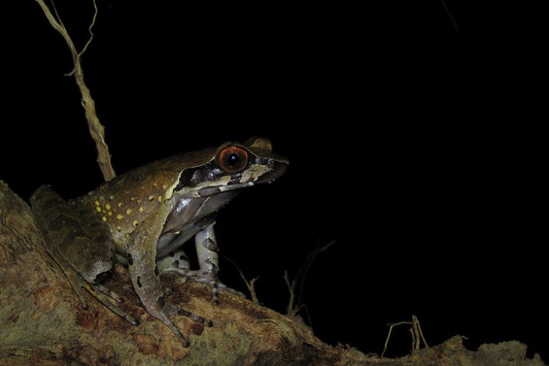 Xenophrys major, một trong những loài ếch khá hiếm thấy ở Việt Nam.