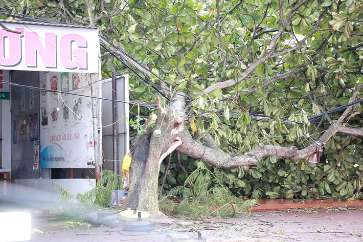 Hàng loạt cây xanh bị quật gãy.