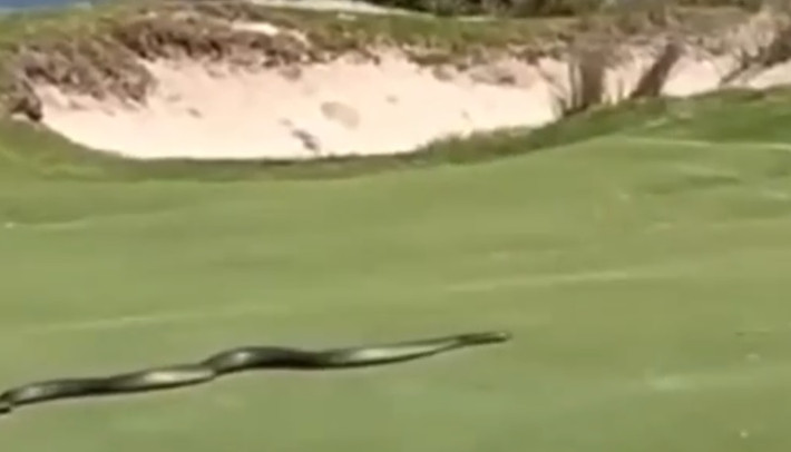 Austin Pols, nhân viên của tổ chức Sydney Snakes and Wildlife Removal, xác nhận: "Con rắn này dài khoảng 3m. Đây là điều rất hiếm gặp bởi thông thường, chúng chỉ dài khoảng 1,5 - 2m. Với kích thước gần 3m, con rắn này hẳn đã sống sót qua nhiều mùa". Ảnh cắt từ clip/The Sun.