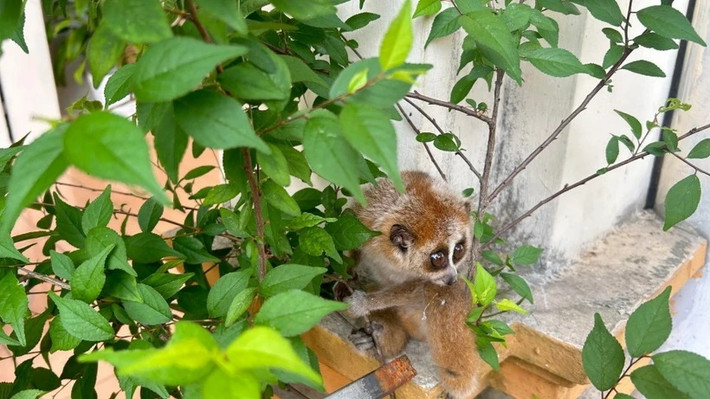 Cu li nhỏ có tên khoa học là Nycticebus pygmaeus. Đây là loài động vật nguy cấp, quý hiếm được ưu tiên bảo vệ, thuộc nhóm IB (theo Nghị định 84/2021-NĐ-CP). Ảnh: TTXVN.