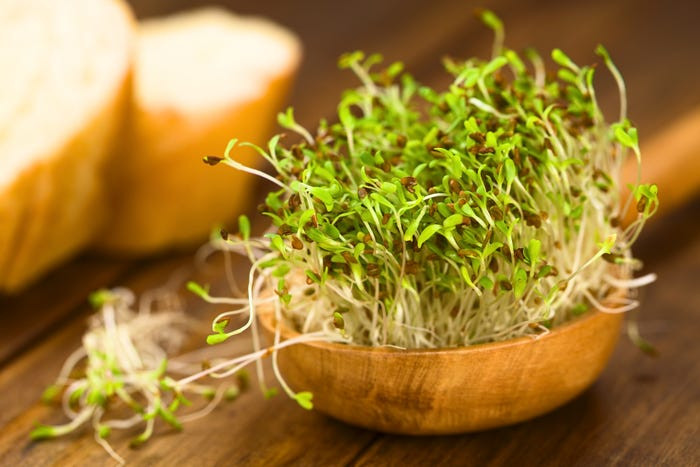 Mầm cỏ linh lăng, đặc biệt là loại thô, là môi trường "lý tưởng" cho vi khuẩn phát triển. Theo Bộ Y tế & Dịch vụ Nhân sinh Hoa Kỳ, trong hai thập kỷ qua, đã có 30 đợt bùng phát dịch bệnh do thực phẩm liên quan đến việc ăn rau mầm, bao gồm cả vi khuẩn Salmonella và E. coli. Chúng đặc biệt nguy hiểm đối với người già, phụ nữ có thai và trẻ nhỏ.