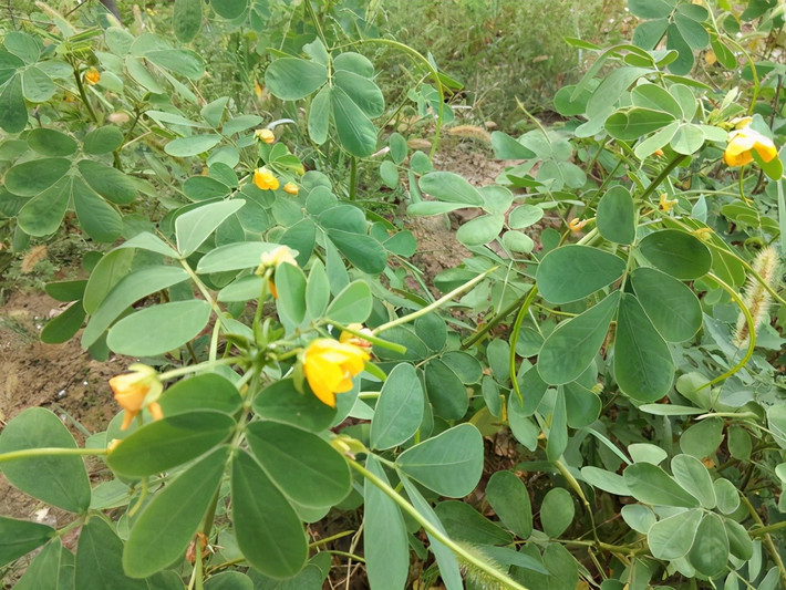 Rắn độc cực nhạy với mùi nên khi ngửi thấy mùi cây Diệt Xà Môn, chúng sẽ nhanh chóng tránh né. Khi rắn bước vào trạng thái ngủ đông từ tháng 10 đến tháng 11, mùi hương của cây Xà Diệt Môn cũng mất dần, đến khoảng tháng 12 sẽ héo.