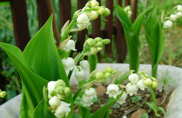 9. Tất cả các bộ phận của linh lan đều độc hại, đặc biệt là lá và thân, ngay cả nước đọng trên thân, trên hoa cũng bị nhiễm một lượng độc tố nhất định. Nếu không may trúng độc từ hoa linh lan, nạn nhân sẽ đỏ bừng mặt, hồi hộp, khó chịu, nhức đầu, đau dạ dày, ảo giác, giãn đồng tử, buồn nôn, nôn. Trường hợp nghiêm trọng sẽ khiến tim đập chậm, suy tim, hôn mê và tử vong.