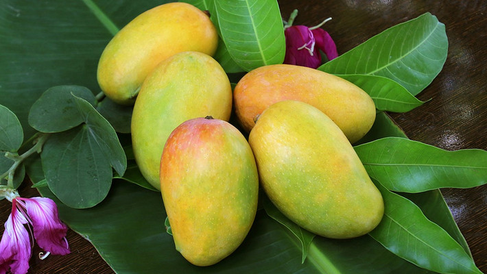 Nhưng đối với phụ nữ đang giảm cân thì tốt nhất nên tránh, vì xoài cũng rất giàu calo, nếu ăn nhiều sẽ gây tích tụ mỡ và gây béo phì. Vì vậy, trong thời gian giảm cân, bạn hãy từ chối xoài, điều này giúp bạn giảm cân và giữ dáng.