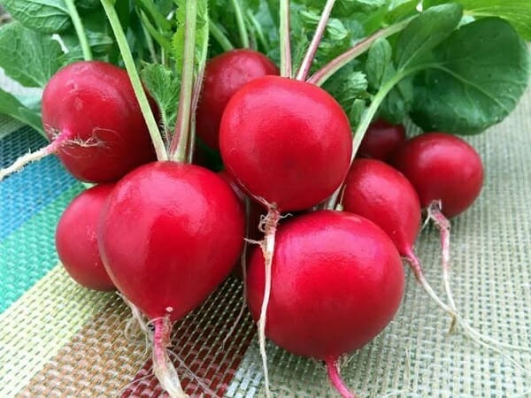 Bệnh nhân tiểu đường nếu ăn củ cải đường sẽ bị tăng đáng kể lượng đường trong máu. Ngoài ra, củ cải vẫn là một loại thực phẩm có hàm lượng calo cao, không nên dung nạp lúc đói, cũng không có lợi cho việc kiểm soát lượng đường trong máu, không thích hợp với những người béo phì, bệnh tiểu đường.