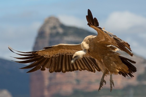Dashik và Yehuda, hai con chim kền kền Griffon đực đã được ghi nhận phát sinh quan hệ tại vườn thú Jerusalem Biblical vào năm 1998. Sau khi có quan hệ, hai con chim kền kền đực đã làm tổ, thay phiên nhau ấp một quả trứng nhân tạo. Có vẻ như con người và động vật có nhiều điểm chung hơn chúng ta tưởng.