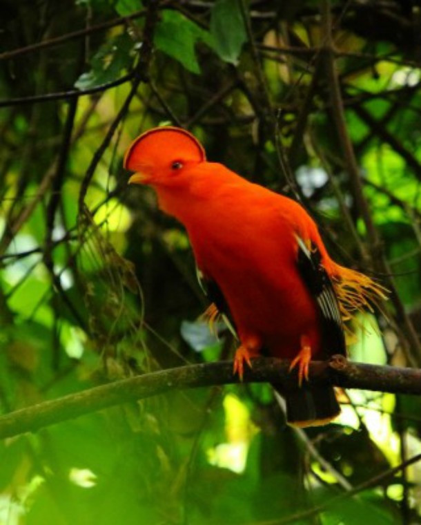 Chim Rupicola rupicola là một loài chim trong họ Cotingidae, sinh sống ở các vùng núi phía bắc Nam Mỹ. Đây là loài chim cực kỳ nổi tiếng trong việc quan hệ đồng tính ở động vật. Gần 40% dân số loài tham gia vào các hoạt động đồng tính luyến ái, một số con đực thậm chí không bao giờ quan hệ với bất cứ con cái nào. Một nguồn tin còn khẳng định chim đực Rupicola rupicola thể hiện mình cực kỳ thỏa mãn khi quan hệ đồng giới.