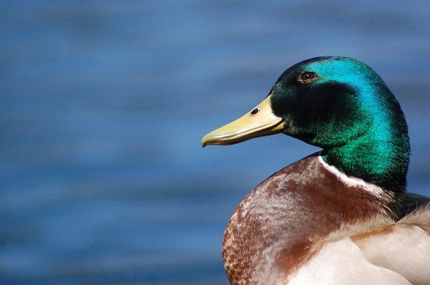Vịt Mallard là loài vịt có tỉ lệ quan hệ đồng tính giữa những con đực cao nhất trong vương quốc các loài chim. Những cặp vịt đực yêu nhau, có phát sinh quan hệ chiếm 19% dân số của loài. Thực tế, vịt Mallard đực chỉ ở bên vịt cái cho đến khi vịt cái đẻ trứng.