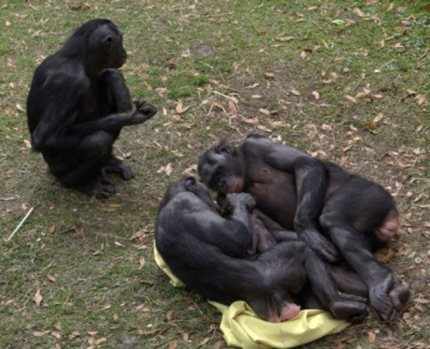 Một trong những loài động vật có di truyền gần gũi nhất của nhân loại, khỉ Bonobo có trên 98% DNA giống với chúng ta. Thực tế, khỉ Bonobo thường xuyên tham gia vào quan hệ không phân biệt giới tính của đối phương, mục đích là để tránh xung đột và kiểm soát, chi phối bầy đàn. Những pha quan hệ đồng tính nam của khỉ đực Bonobo cũng thường xuyên khiến du khách phải đỏ mặt quay đi vì quá táo bạo.