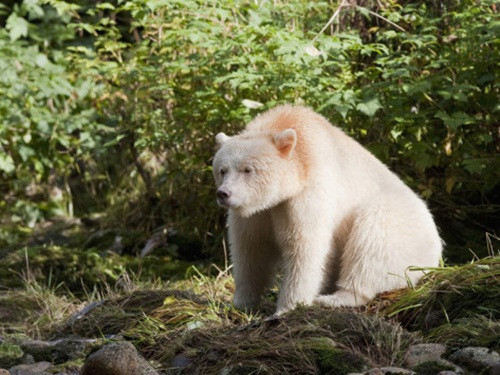 Gấu thần linh hay còn gọi là gấu Kermode có tên khoa học là Ursus americanus kermodei là một phân loài đặc biệt của gấu đen Bắc Mỹ, có thể gọi là phân loài đột biến của gấu đen bởi mặc dù thuộc họ gấu đen nhưng gấu thần linh lại sở hữu bộ lông màu trắng và màu kem rất nổi bật.