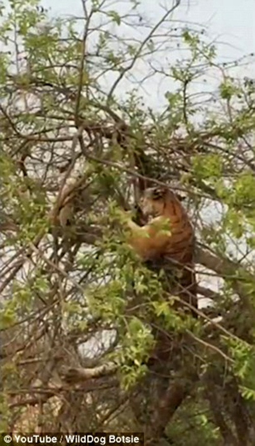 Quá nôn nóng, tự tin và khinh địch, con hổ vừa bước ra cành cây nhỏ, ngay lập tức nó bị rơi xuống do cành nhỏ không chịu được sức nặng của con hổ. (Nguồn Dailymail)