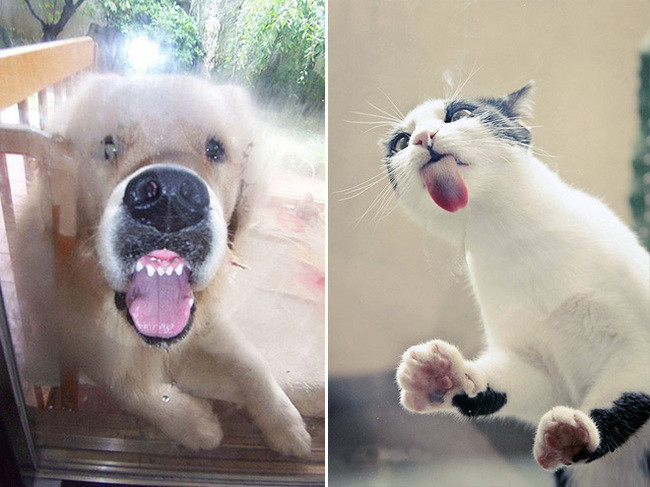 Những con chó và mèo ngây thơ thi thoảng vẫn bị chủ nhân trêu ghẹo và gặp "phốt" vì cửa kính quá trong. (Theo Emgn)
