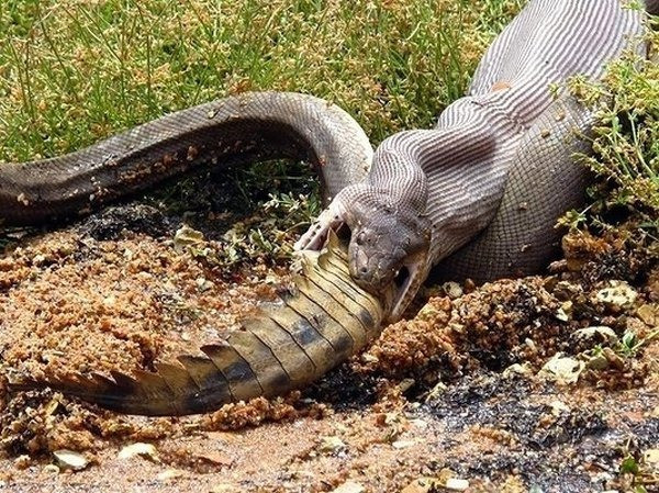 Không thèm quan tâm sự có mặt của con người, con rắn khổng lồ ngang nhiên nuốt chửng một con cá sấu ngay cạnh vệ sông, dọa cho những người nhìn thấy tim đập chân run mãi không thể bình tĩnh. (Nguồn Emgn)