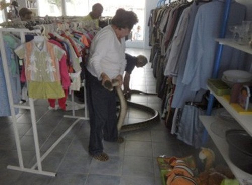 Chủ cửa hàng và các khách hàng tới cửa hàng quần áo này đã choáng ngợp bởi sự xuất hiện bất thình lình của một con rắn khổng lồ. Là một trong những loài động vật hoang dã nguy hiểm, việc con trăn ngang nhiên bò trườn vào trong một cửa hàng quần áo đã dọa không ít người sợ xanh mặt. (Nguồn Emgn)