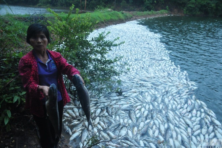 Trong ảnh là hiện tượng cá chết hàng loạt ở làng Ngọc Thạch, Giang Tây, Trung Quốc. (Nguồn Sina)