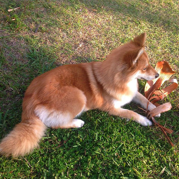 Thực tế, Mya là giống chó lai Pomsky, kết tinh tình yêu của cặp bố mẹ khác giống. Cụ thể Pomsky là tên gọi loài chó lai giữa hai giống chó vô cùng đáng yêu Pomeranian và Husky. (Nguồn Bored Panda)