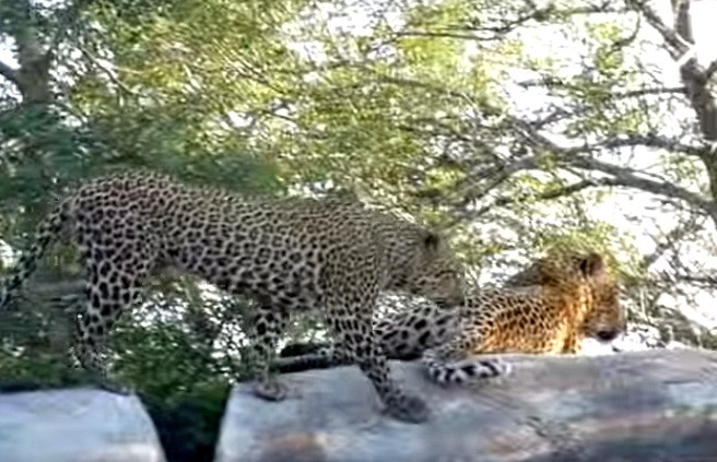 Sau khi suy nghĩ, báo đốm cái quyết định tiếp tục công cuộc ve vãn con đực. (Nguồn Africa Geographic)