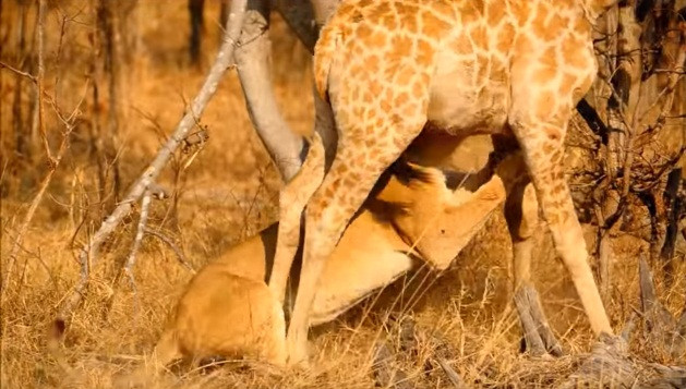 Cảnh tượng kinh hoàng này được ghi lại tại khu bảo tồn động vật hoang dã Roger Dugmore Safaris ở Botswana, Nam Phi. Một con hươu cao cổ tội nghiệp lạc mẹ đã rơi vào tầm ngắm của một con sư tử cái hung bạo.