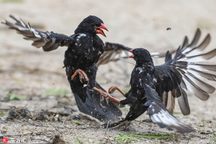 Theo tìm hiểu, hai con chim này thuộc loài chim Bubalornis niger, một trong những loài chim ăn ve sinh sống ở Nam Phi. Không rõ vì lý do gì, cả hai con chim hung hăng cực độ, chúng lao vào nhau, cùng xoắn lại, liên tục sử dụng đủ loại thủ đoạn khác nhau để áp đảo đối phương. (Nguồn Sina)