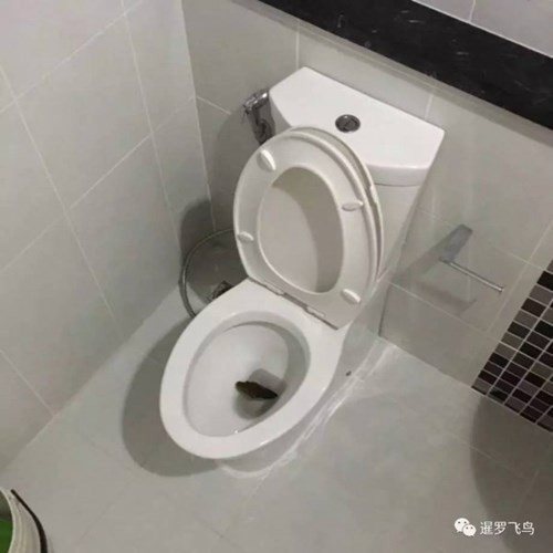 Khi cô Phanarat Chaiboon vào viện, con trăn vẫn trú ngụ trong bồn cầu của gia đình. Nó bị bắt ngay sau đó và được xác định là trăn gấm, dài khoảng 2,5m. (Nguồn Sina)