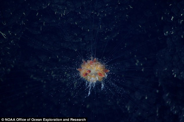 Cũng theo các nhà nghiên cứu của NOAA, Siphonophorae bồ công anh có một sự hấp dẫn mê hoặc là nhờ vào các chất tự nhiên xung quanh nằm ở trên và dưới lớp "phao" của chúng. Lớp "phao" này chứa đầy chất khí giúp cơ thể của nó trôi lơ lửng một cách bí ẩn. (Nguồn Sina)