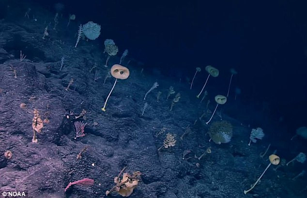 Theo tìm hiểu, Siphonophorae là sinh vật sống ở biển trông giống sứa nhưng thuộc chủng Cnidaria, nhóm động vật lai tạp giữa san hô, sứa biển. (Nguồn Sina)