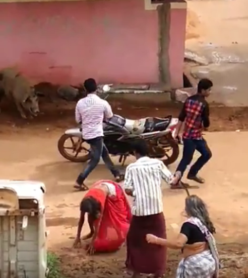 Người dân địa phương cho biết, sự kiện lợn nổi điên tấn công con người này không phải lần đầu tiên, mà đã là lần thứ ba. Lần thứ nhất, lợn tấn công một cậu bé 3 tuổi, lần thứ hai, chúng tấn công một giáo viên và lần này, chúng tấn công một phụ nữ lớn tuổi. Trong tất cả nạn nhân, người giáo viên bị thương nghiêm trọng nhất.