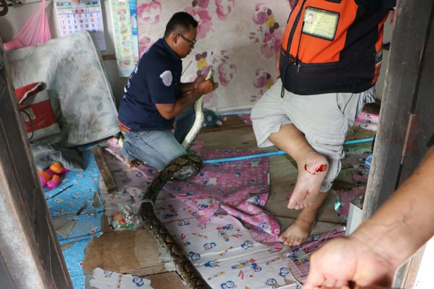 Theo thông tin đăng tải, con trăn khổng lồ này dài tới 4,3m và nó được cho là nguyên nhân gây ra những cái chết thảm khốc của động vật địa phương. (Nguồn Mop)
